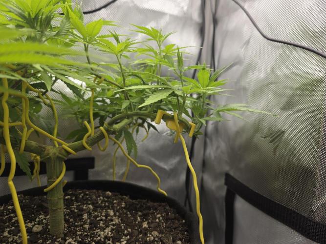 Next Generation Seeds Avalon CBD. Week 9