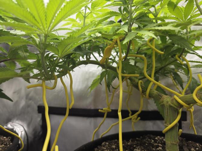 Next Generation Seeds Avalon CBD. Week 9