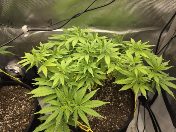 Next Generation Seeds Avalon CBD. Week 9