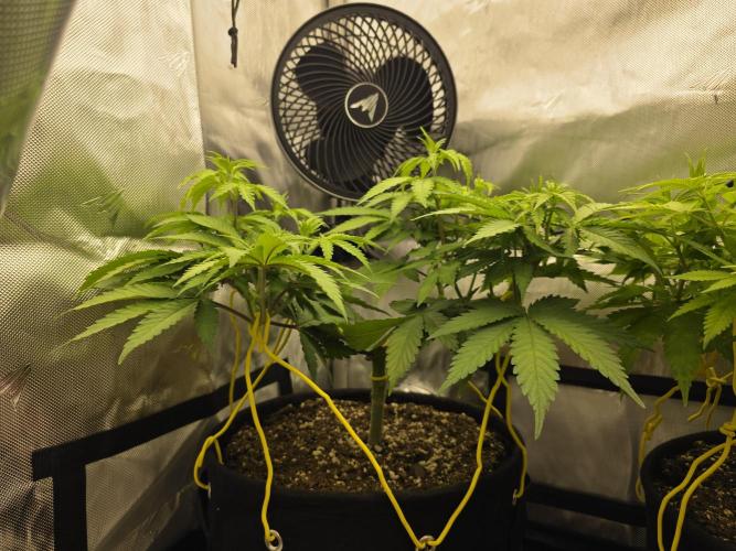 Next Generation Seeds Avalon CBD. Week 9