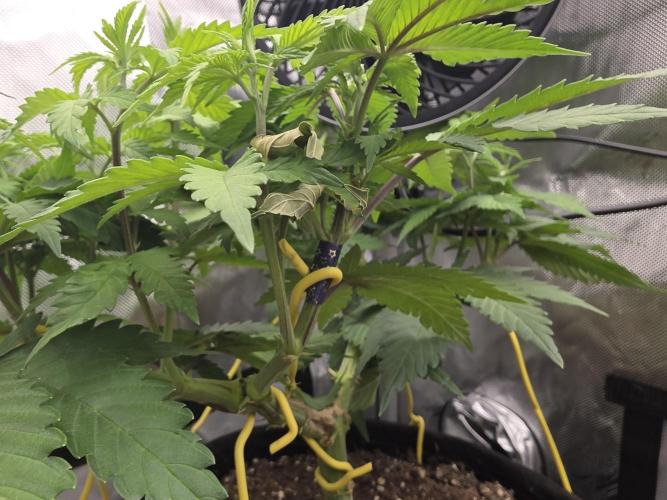 Next Generation Seeds Avalon CBD. Week 9