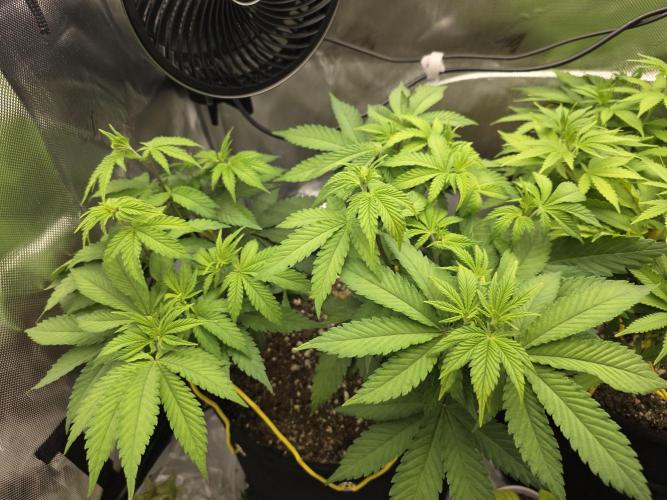 Avalon CBD. Week 9