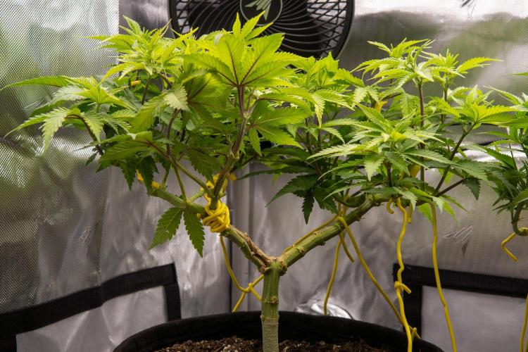 Next Generation Seeds Avalon CBD. Week 10