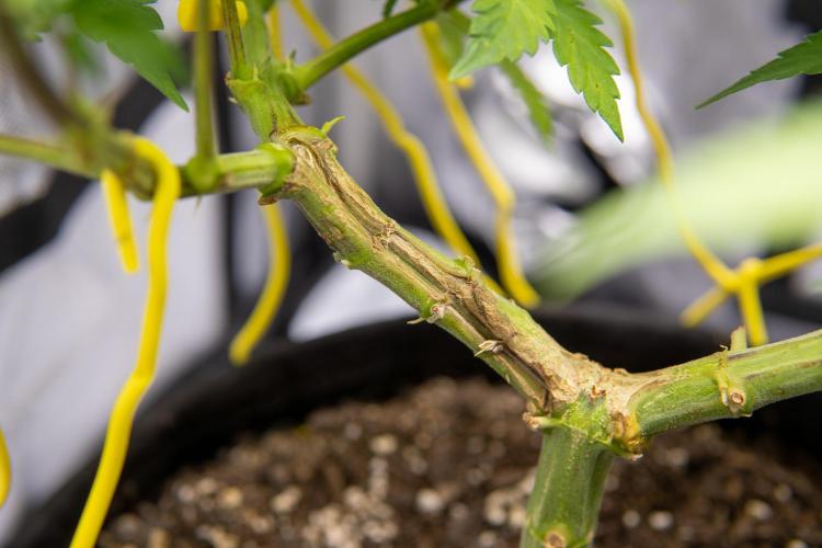 Next Generation Seeds Avalon CBD. Week 10