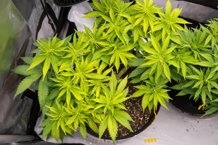 Next Generation Seeds Avalon CBD. Week 10