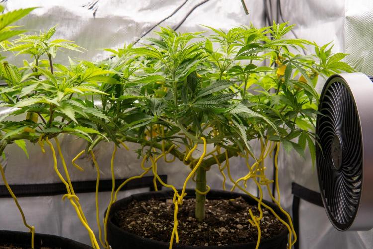 Next Generation Seeds Avalon CBD. Week 10