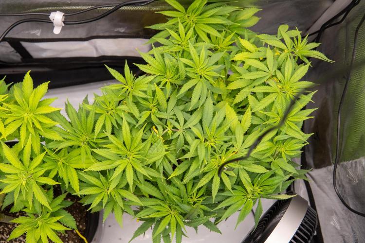 Next Generation Seeds Avalon CBD. Week 10