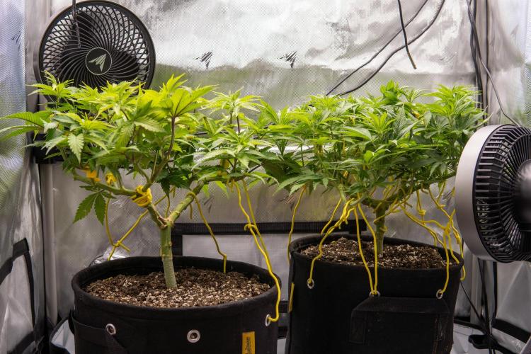 Avalon CBD. Week 10