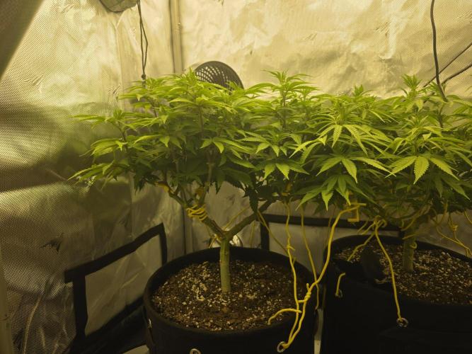 Next Generation Seeds Avalon CBD. Week 11
