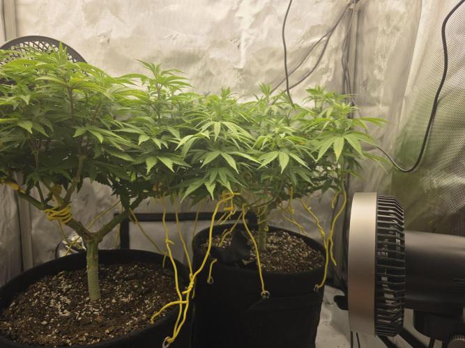 Next Generation Seeds Avalon CBD. Week 11