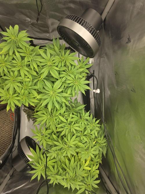 Avalon CBD. Week 11
