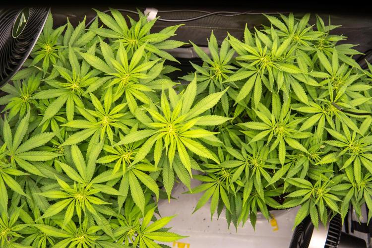 Next Generation Seeds Avalon CBD. Week 12