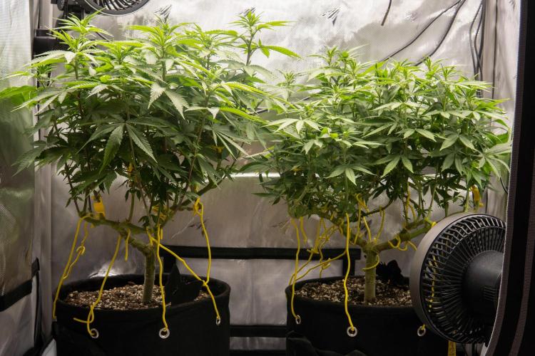 Avalon CBD. Week 12