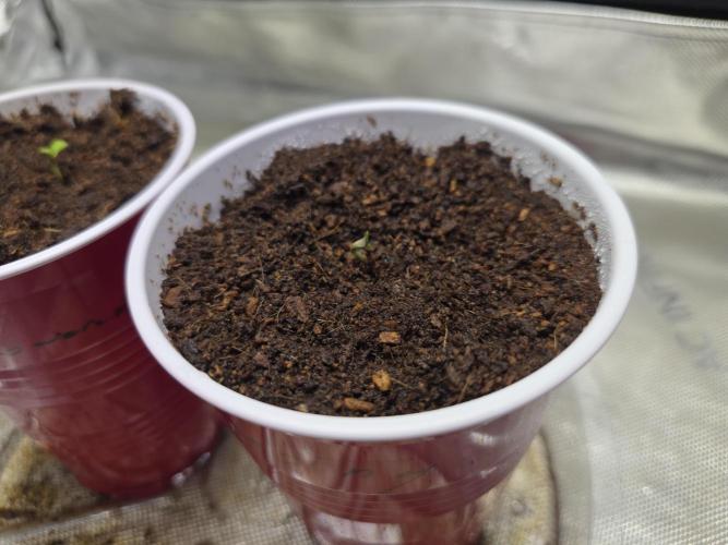 Next Generation Seeds First Contact. Week 0