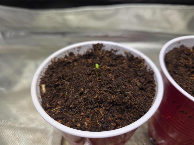 Next Generation Seeds First Contact. Week 0