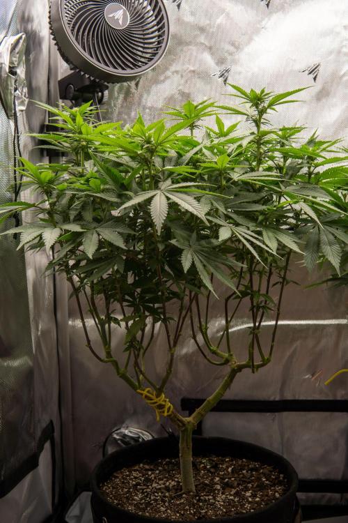 Next Generation Seeds Avalon CBD. Week 13