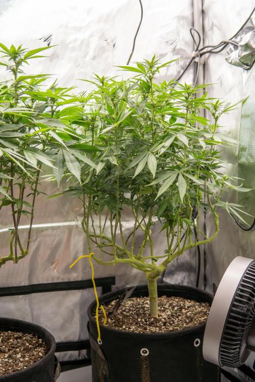 Next Generation Seeds Avalon CBD. Week 13
