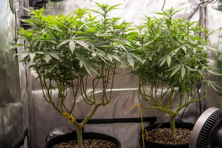 Next Generation Seeds Avalon CBD. Week 13