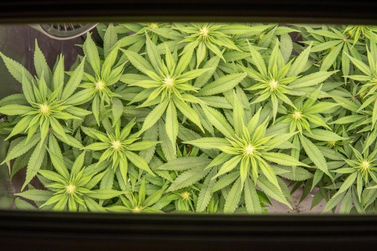 Next Generation Seeds Avalon CBD. Week 13