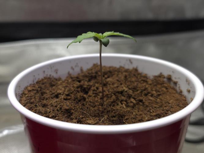 Next Generation Seeds First Contact. Week 1