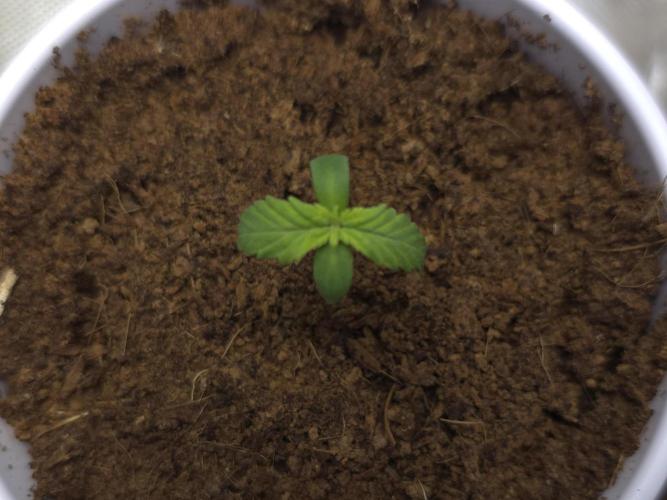 Next Generation Seeds First Contact. Week 1