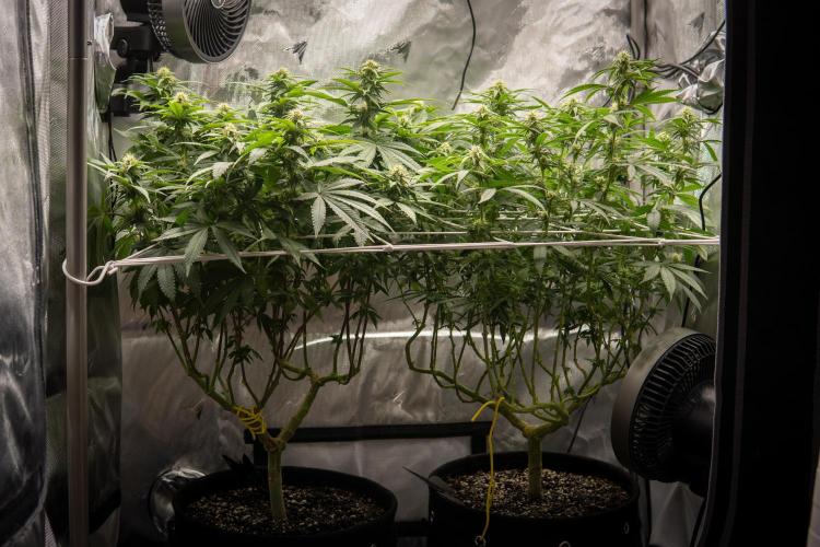 Next Generation Seeds Avalon CBD. Week 14