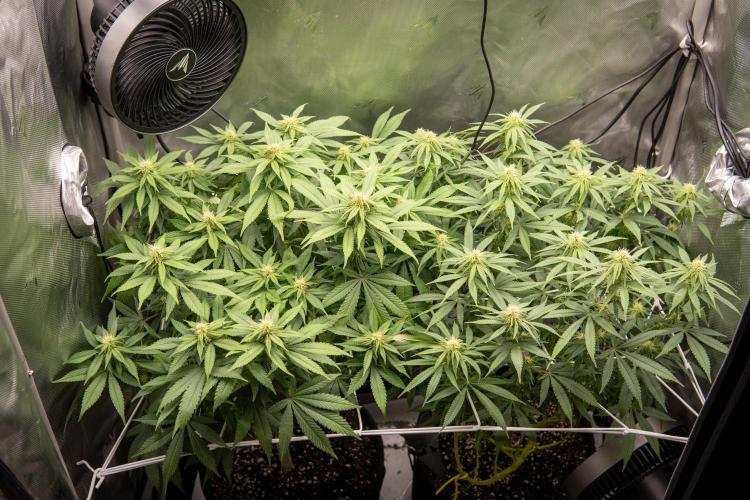 Next Generation Seeds Avalon CBD. Week 14