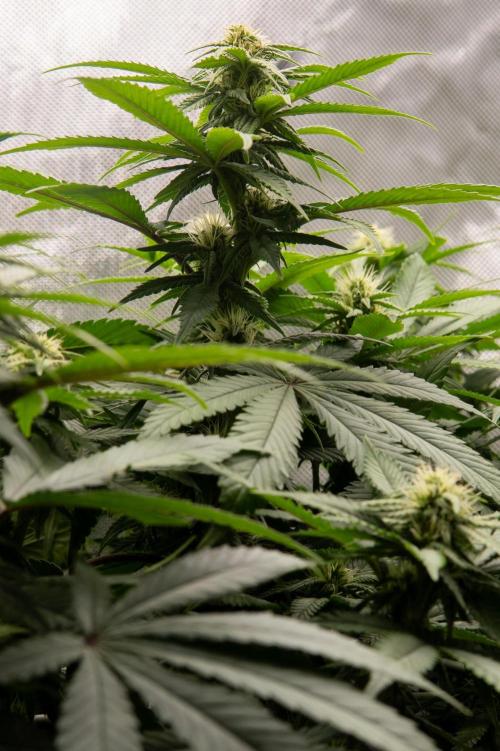 Next Generation Seeds Avalon CBD. Week 14
