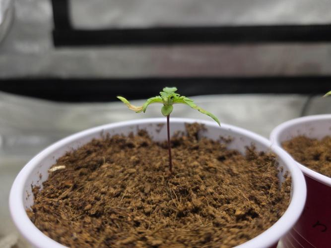 Next Generation Seeds First Contact. Week 2
