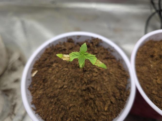 Next Generation Seeds First Contact. Week 2