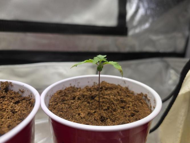 Next Generation Seeds First Contact. Week 2