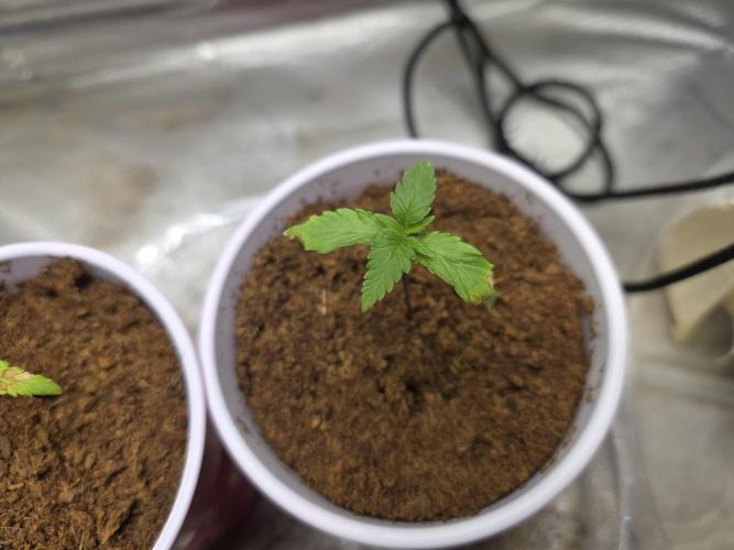Cloudlab 632 Advance Grow Tent 3x2 (36 x 24 x 72). Week 2