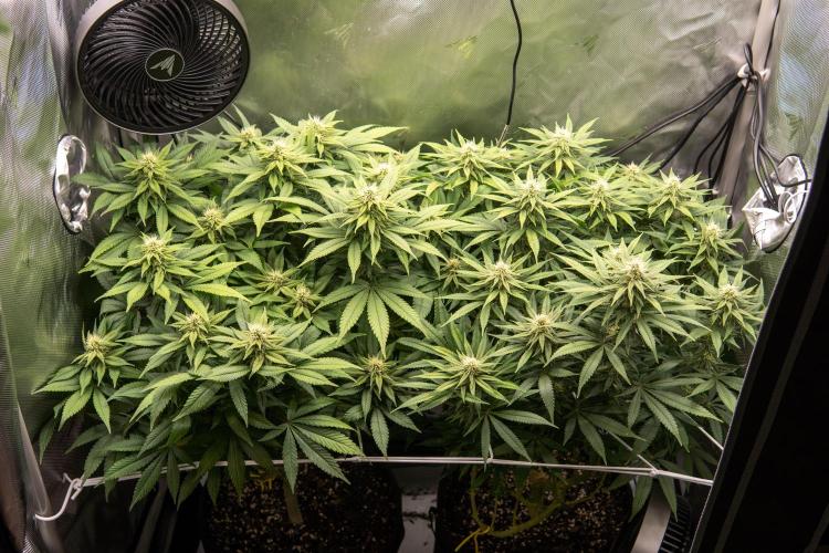 Next Generation Seeds Avalon CBD. Week 15