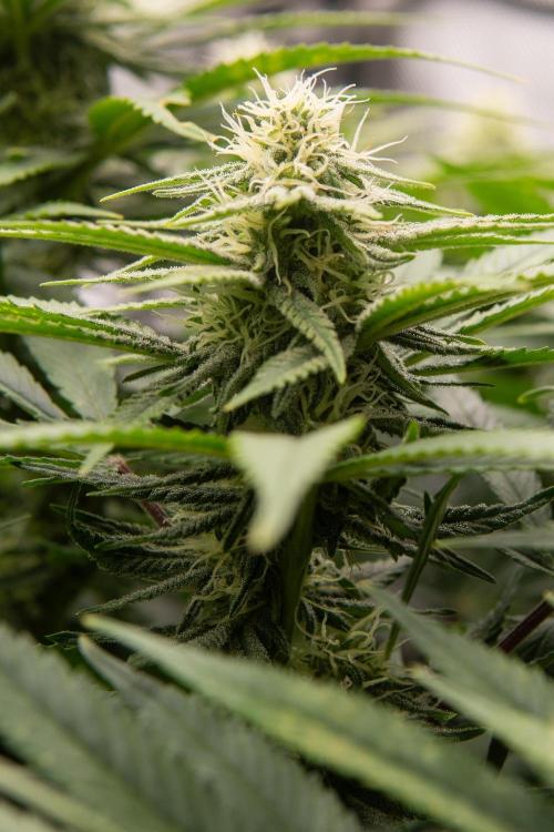 Next Generation Seeds Avalon CBD. Week 15