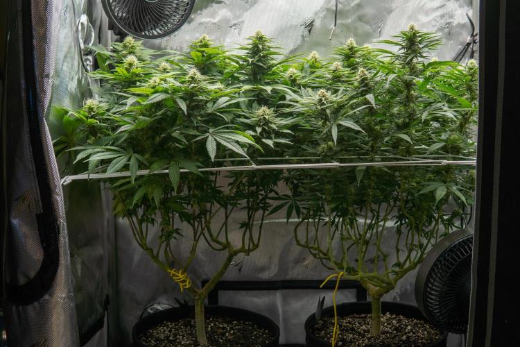 Next Generation Seeds Avalon CBD. Week 15