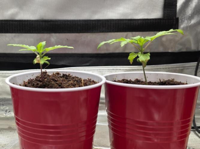 Next Generation Seeds First Contact. Week 3