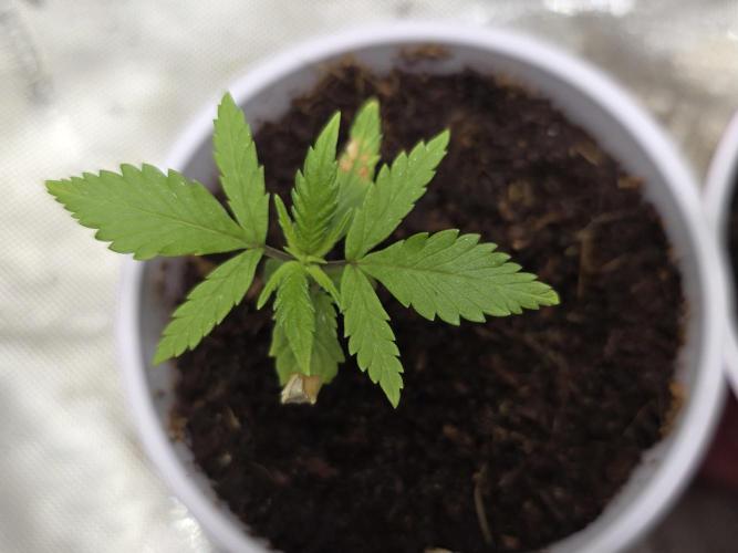 Next Generation Seeds First Contact. Week 3