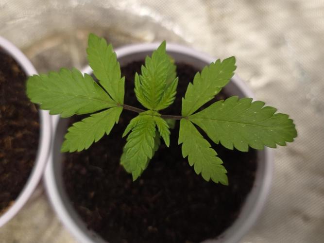 Next Generation Seeds First Contact. Week 3
