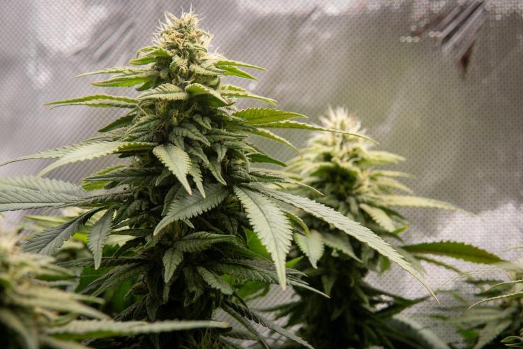 Next Generation Seeds Avalon CBD. Week 16