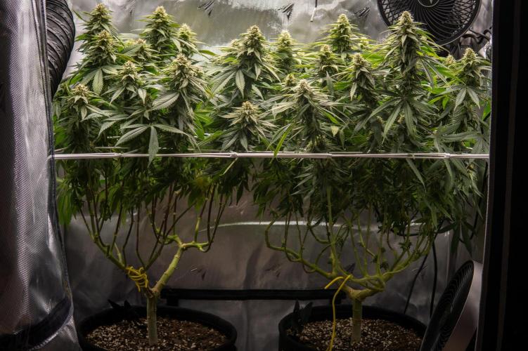 Next Generation Seeds Avalon CBD. Week 16