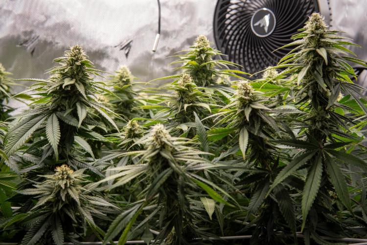 Next Generation Seeds Avalon CBD. Week 16