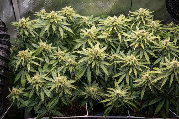 Next Generation Seeds Avalon CBD. Week 16