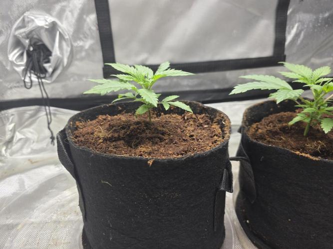 Next Generation Seeds First Contact. Week 4