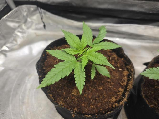 Next Generation Seeds First Contact. Week 4