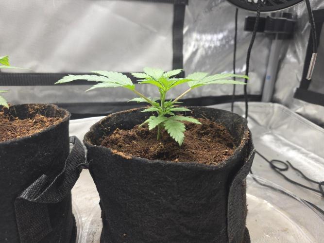 Next Generation Seeds First Contact. Week 4