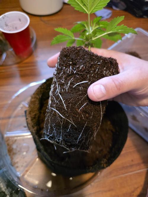 Next Generation Seeds First Contact. Week 4