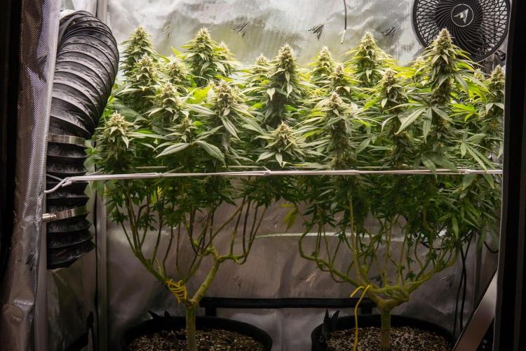 Next Generation Seeds Avalon CBD. Week 17