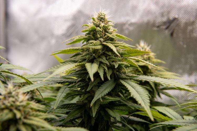 Next Generation Seeds Avalon CBD. Week 17