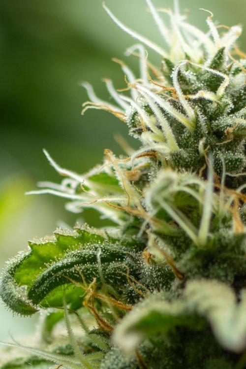 Next Generation Seeds Avalon CBD. Week 17