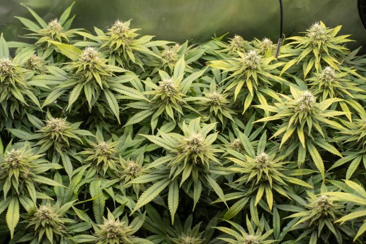 Next Generation Seeds Avalon CBD. Week 17